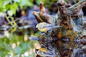 Superbe mésange se reflétant dans l'eau sur Huub de Bresser