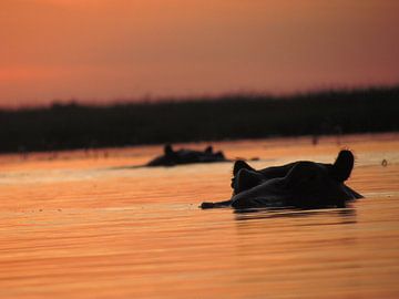Nijlpaarden bij zonsondergang van Kim van de Wouw