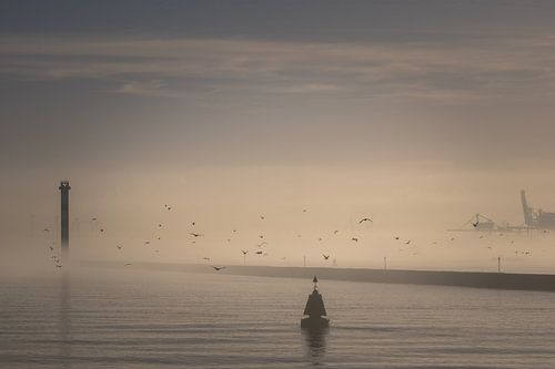 Birds in the Mist
