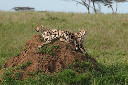 Guépards dans le parc national du Serengeti en Tanzanie