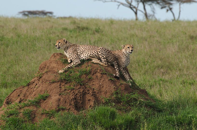 Guépards dans le parc national du Serengeti en Tanzanie par Paul van Slobbe
