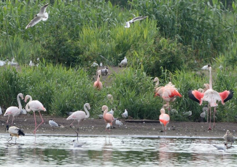 flamingo's by Petra De Jonge