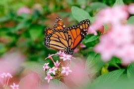 Vlinder van Myrthe Vlasveld