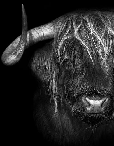 Schottischer Highlander