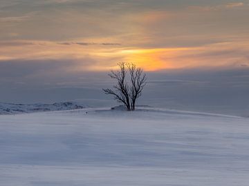 De eenzame boom in een winterlandschap van Andy Luberti