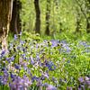 Wilde hyacinten in het bos van Karin Schijf