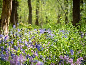 Wilde Hyazinthen im Wald von Karin Schijf