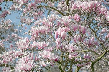 Magnolia bloesem van Caroline Drijber