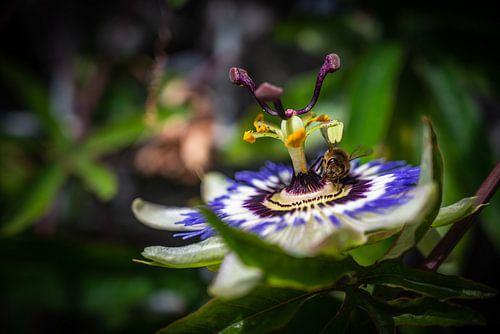 Passion flower with bee