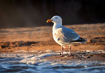 The seagull by Maickel Dedeken