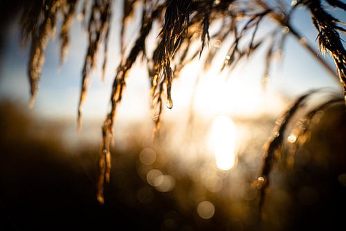 Reed plume at sunrise