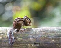 Siberian ground squirrel