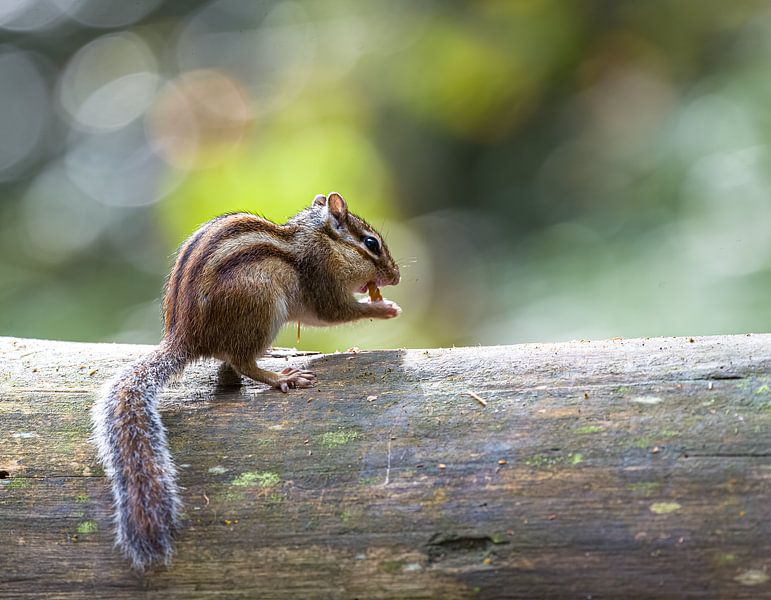 Siberian ground squirrel by Willem Louman