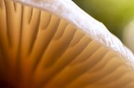 Mushroom 11 van Deshamer thumbnail