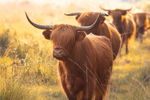 Scottish Highland