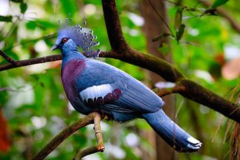 Blauwe vogel in de Busch