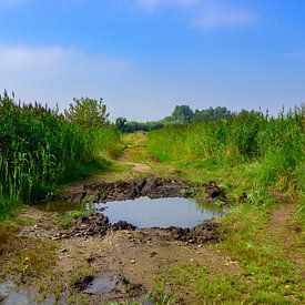 Wanderweg De Vilt: Spiegelung im Brabantse Wal von Kristof Leffelaer