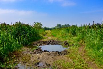 Sentier de randonnée De Vilt : reflet dans le Brabantse Wal