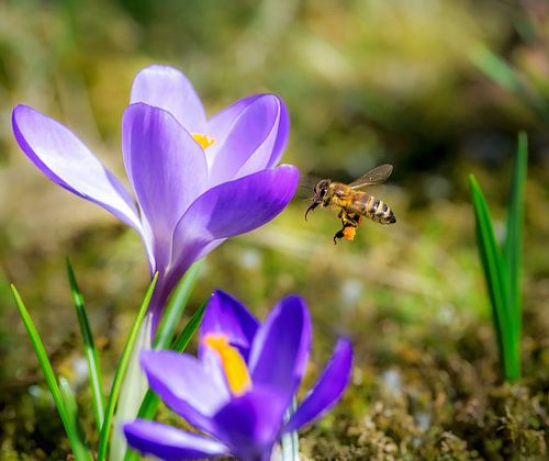 Macro d'une abeille volante sur une fleur de crocus violet