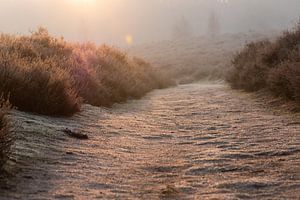 zonnig wandelpad van Tania Perneel