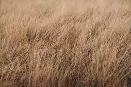 Der Veluwe-Wind im Gras von Nanda van der Eijk