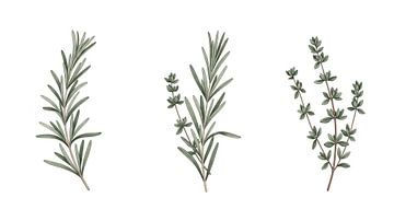 Culinary Herb Garden: Hand-Painted Rosemary and Thyme Botanical Illustration