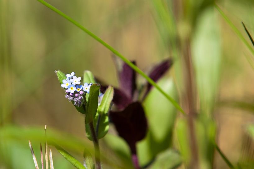 Hidden garden dream by t.ART