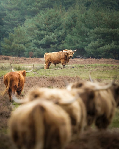 Taureau Highland écossais