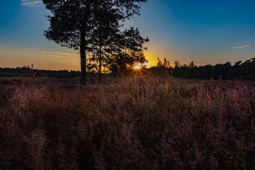Heideveld met zonsondergang, Drenthe