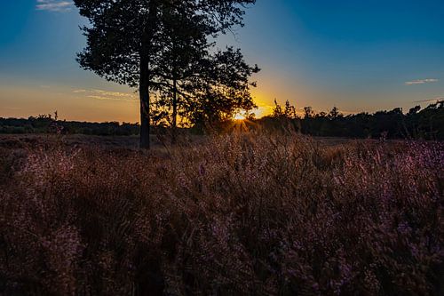 Heather field with sunset, Drenthe