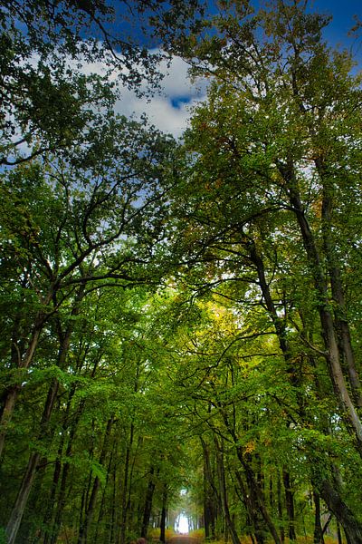 Buchenwald im Nationalpark mit Weg zur Ostsee von Martin Köbsch