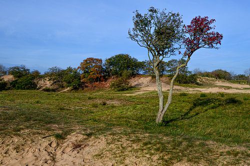 Amsterdamse waterleidingduinen op z'n mooist