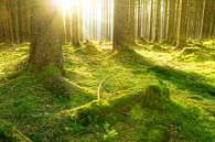 Wald und Sonnenschein von Oliver Henze Miniaturansicht