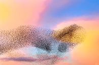 Spreeuwen wolk tijdens zonsondergang van Sjoerd van der Wal Fotografie thumbnail