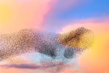 Spreeuwen wolk tijdens zonsondergang van Sjoerd van der Wal Fotografie