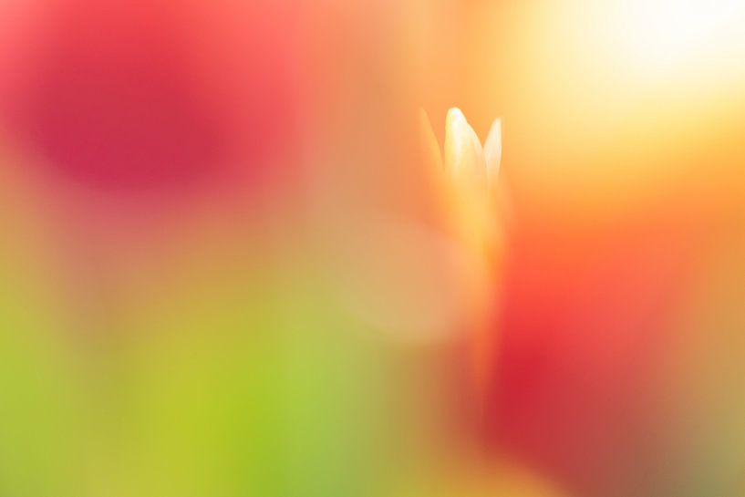 tulips by Jeannette Kliebisch