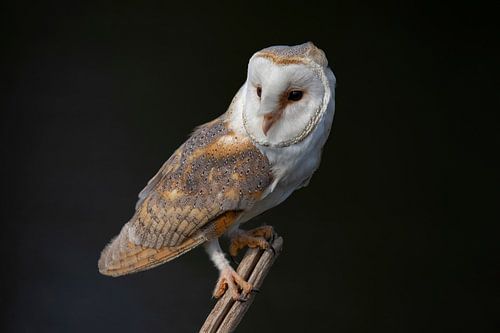 Kerkuil, Tyto alba