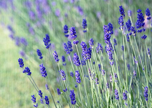 Zarter Lavendel