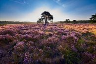 Bloeiende heide op het Hendrik Mouwenveld in Vierhouten van Jenco van Zalk thumbnail