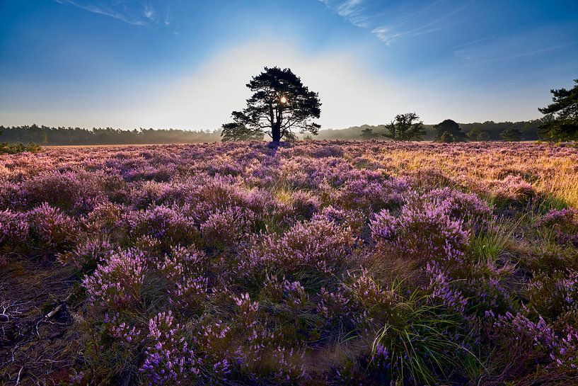 Bloeiende heide op het Hendrik Mouwenveld in Vierhouten van Jenco van Zalk