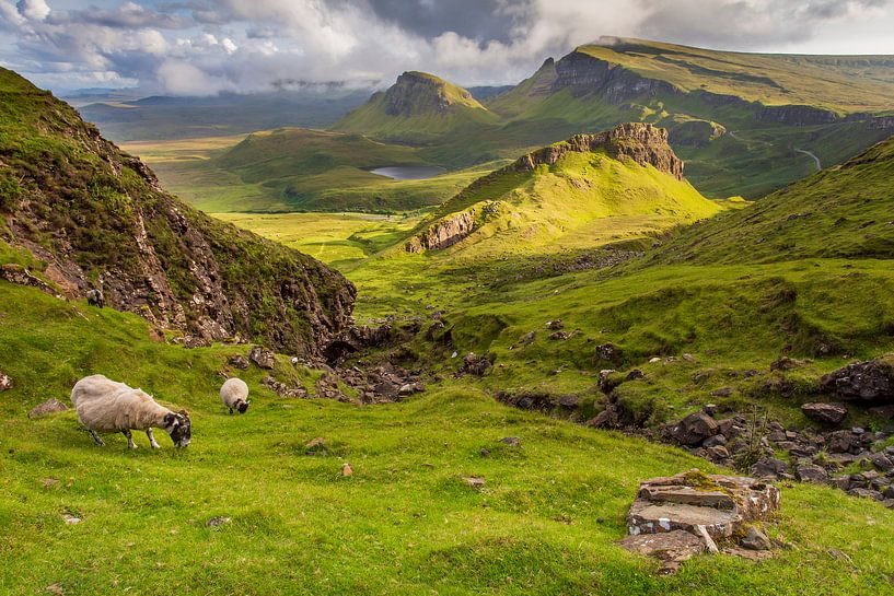 Schafe in der Quiraing von Antwan Janssen