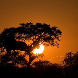Namibia - an amazingly beautiful sunrise In Etosha Park. by Ronald Harmsen