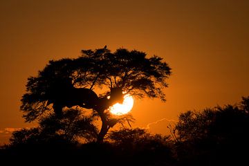 Namibia - an amazingly beautiful sunrise In Etosha Park. by Ronald Harmsen