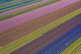 A bulb field seen from above by Menno Schaefer