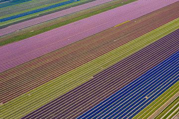 Een bloembollenveld van boven gezien