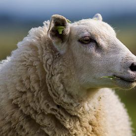 Portret van een Schaap van RWNL Fotografie