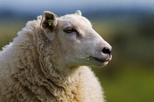 Portret van een Schaap