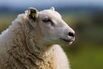 Portret van een Schaap