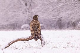 Seeadler, Haliaeetus albicilla. Raubvögel.