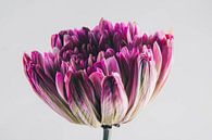 roze bloem van Lavieren Photography thumbnail